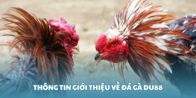 Đá Gà DU88 - Sân Chơi Mà Sư Kê Yêu Cá Cược Không Nên Bỏ Lỡ - novix