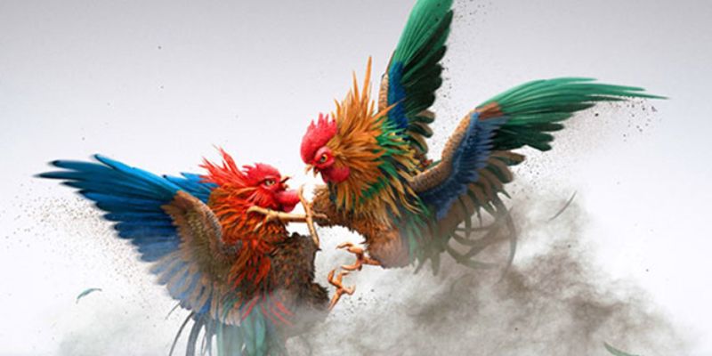 Đá Gà DU88 - Sân Chơi Mà Sư Kê Yêu Cá Cược Không Nên Bỏ Lỡ - novix