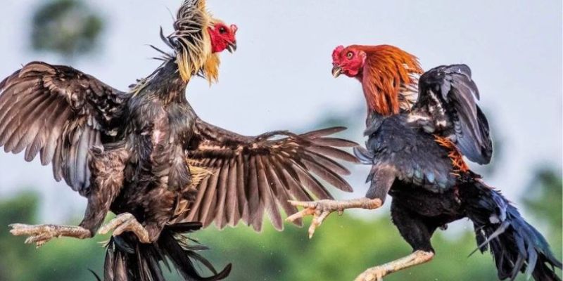 Đá Gà DU88 - Sân Chơi Mà Sư Kê Yêu Cá Cược Không Nên Bỏ Lỡ - novix