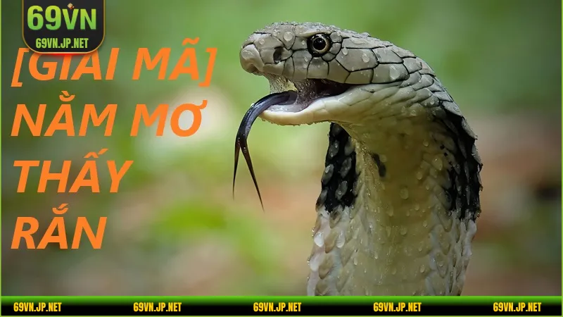 Giải Mã Giấc Mơ Về Rắn Và Con Số May Mắn Trúng Giải Lớn - novix