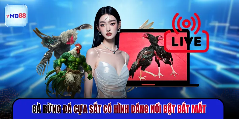 Gà Rừng Đá Cựa Sắt - 5 Đặc Điểm Nhận Diện Chuẩn Nhất - novix