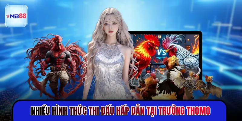 Đá Gà Thomo - Trận Đấu Nảy Lửa Thu Hút Nhất 2026 - novix