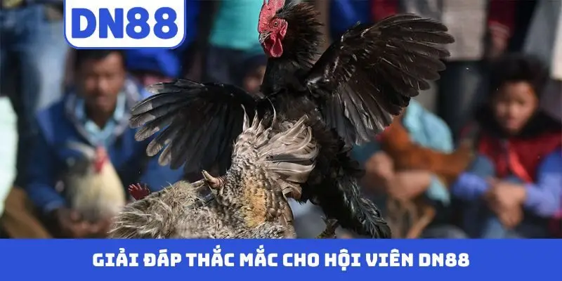 Đá Gà DN88 - Màn Trình Diễn Nảy Lửa Của Những Chiến Kê - novix