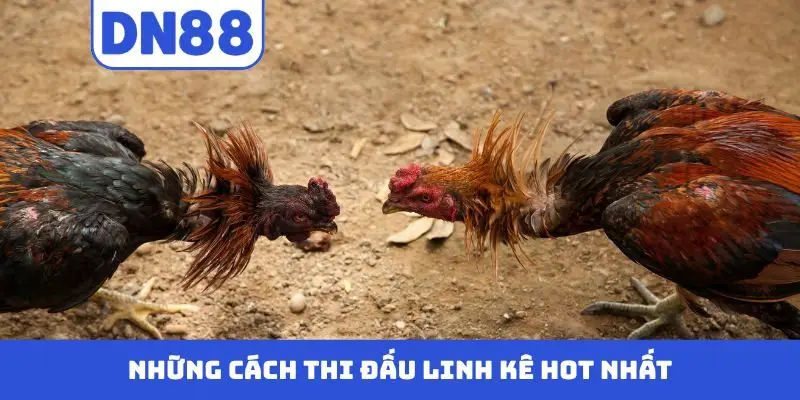 Đá Gà DN88 - Màn Trình Diễn Nảy Lửa Của Những Chiến Kê - novix