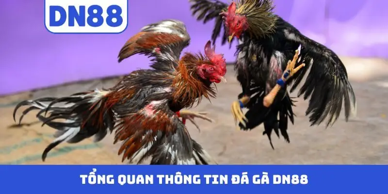 Đá Gà DN88 - Màn Trình Diễn Nảy Lửa Của Những Chiến Kê - novix